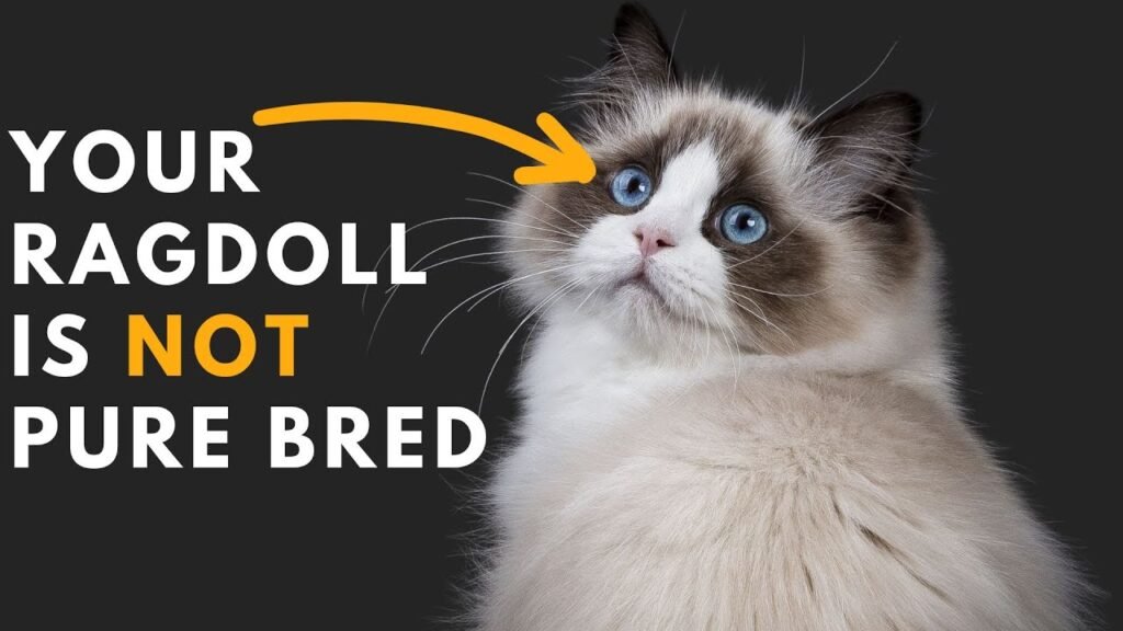 How to Identify a Ragdoll Cat