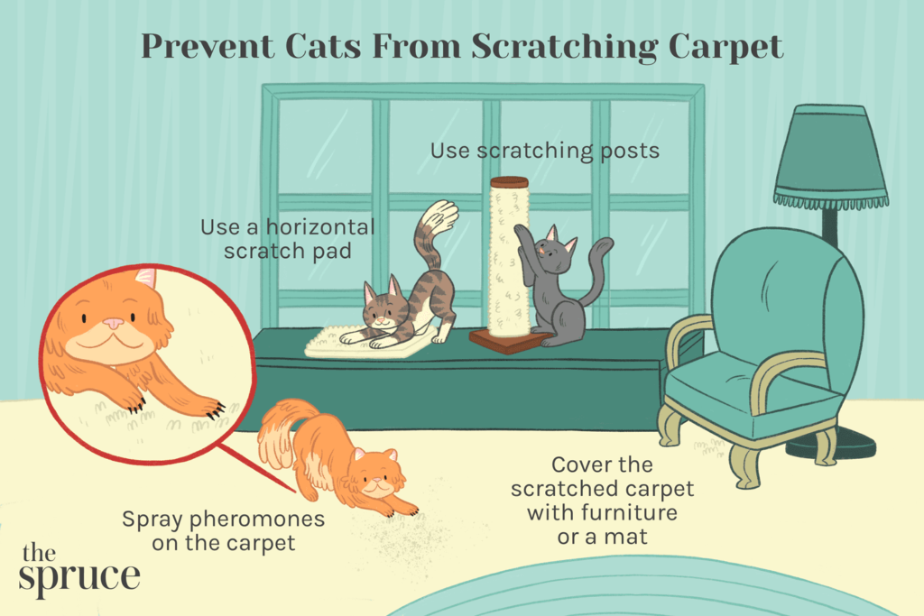 How to Stop a Cat from Scratching Furniture