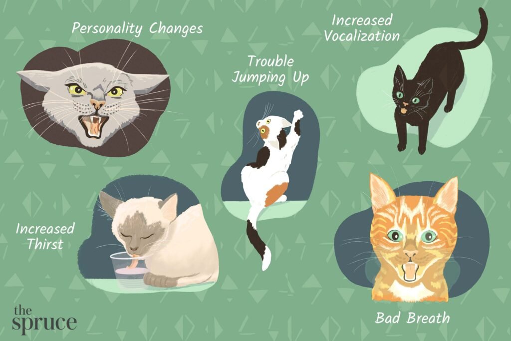 Signs Your Cat is Stressed