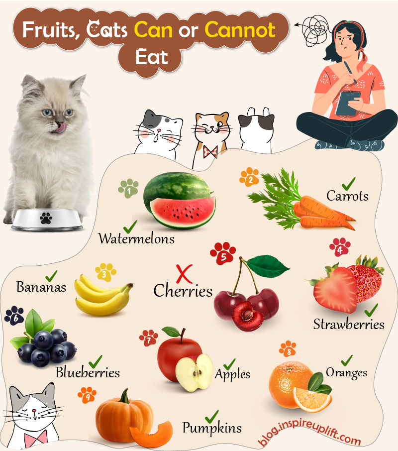 What Fruits Can Cats Eat Safely?